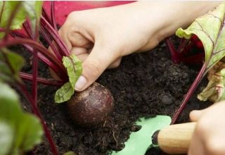 Khi nào thì nhổ củ cải khỏi vườn để cất giữ, trồng được bao nhiêu ngày