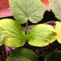 Varför zucchinibladen blir gula i öppen mark: vad man ska göra