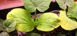 Varför zucchinibladen blir gula i öppen mark: vad man ska göra