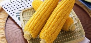 Health benefits and harms of corn, medicinal properties and contraindications