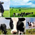 Có lãi không và chi phí nuôi bò mỗi tháng và năm là bao nhiêu, thu nhập