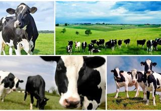 Descripción y características de las vacas en blanco y negro, reglas de mantenimiento.