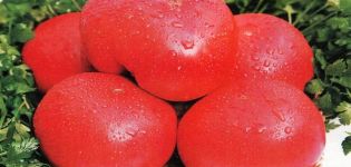 Pomidorų veislės ypatybės Ankstyvoji meilė, jos derlius