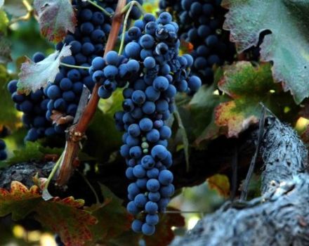 Descripción y características de la variedad de uva Syrah, donde crece y se cultiva