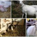 Segni di agnello di capra e cosa fare dopo, cure e problemi dopo il parto