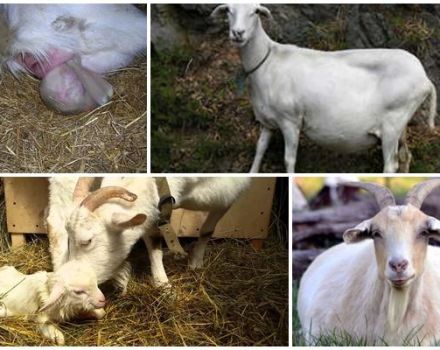 Avinančios ožkos požymiai ir ką daryti toliau, priežiūra po gimdymo ir problemos