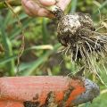 Πότε είναι απαραίτητο να σκάβουμε σκόρδο στις περιοχές Σαμάρα, Βόλγκογκραντ και Ουλιάνοφσκ και Σαράτοφ;