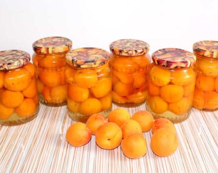 Topp 10 recept för att göra aprikoser i sirap för vintern med skivor