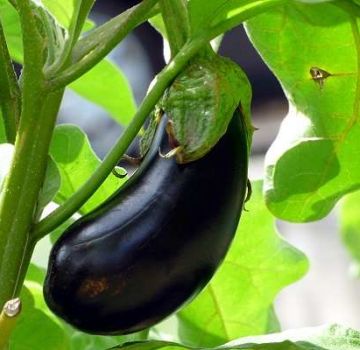 Description of the Ultra Early F1 eggplant variety, its characteristics and yield