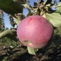 Description of the columnar apple variety Favorit, advantages and disadvantages
