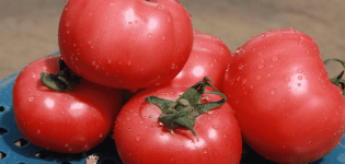 Description de la variété de tomate VP 1 f1, recommandations pour la culture et les soins