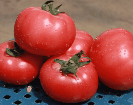Beschrijving van het tomatenras VP 1 f1, aanbevelingen voor teelt en verzorging
