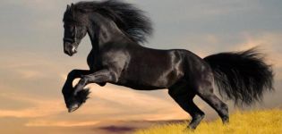 La historia de la apariencia y cómo difieren los caballos de la raza mustang, ¿es posible domesticar un caballo?