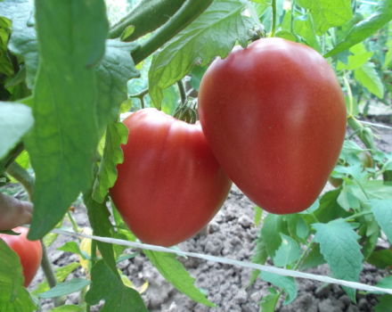 Kenmerken en beschrijving van de tomatenvariëteit Lazyka, de opbrengst