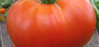 Χαρακτηριστικά και περιγραφή της ποικιλίας ντομάτας Το επιθυμητό μέγεθος, η απόδοσή του