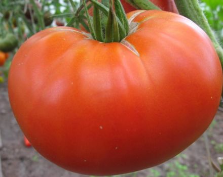 Charakteristika a opis odrody paradajok Požadovaná veľkosť, jej výnos