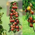 Popis nejlepších odrůd sloupcové hrušky, výsadby, pěstování a péče