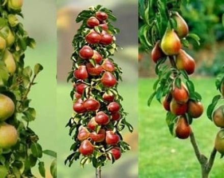 Descripción de las mejores variedades de pera columnar, plantación, cultivo y cuidado.