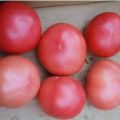 Egenskaper och beskrivning av tomatsorten Favorit