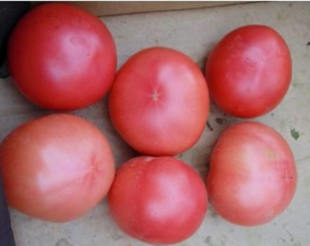 Egenskaper och beskrivning av tomatsorten Favorit