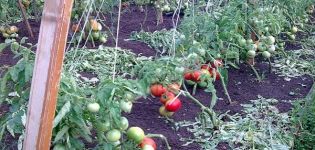 Beschrijving van de tomatensoort Semenych f1, kenmerken van teelt en productiviteit