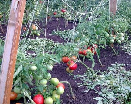 Beskrivning av tomatsorten Semenych f1, funktioner för odling och produktivitet