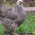Features of keeping and caring for chickens in the summer in the country, growing and breeding