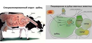 Causes et symptômes de l'atonie pancréatique chez les bovins, méthodes de traitement et de prévention