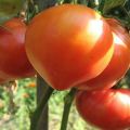 Beschreibung der Tomatensorte Soul of Siberia, ihrer Eigenschaften und Produktivität