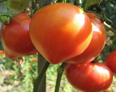 Beskrivning av tomatsorten Soul of Siberia, dess egenskaper och produktivitet