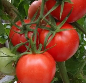 Mô tả giống cà chua Master F1, đặc điểm gieo trồng và chăm sóc
