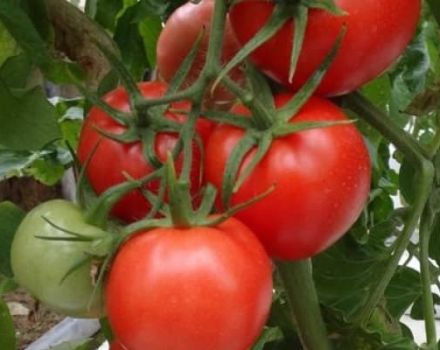 Beskrivning av tomatsorten Master F1, funktioner för odling och skötsel