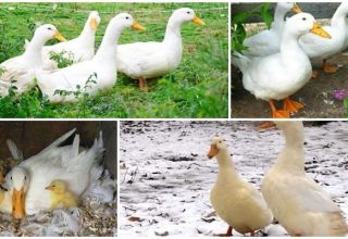 Опис и карактеристике пекиншких патки, тежина по месецу и како изгледају