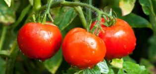 Pomidorų veislės aprašymas ir savybės Ištikimybė, apžvalgos ir derlius
