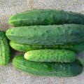 Description of the cucumber variety Bumblebee f1, its characteristics and yield
