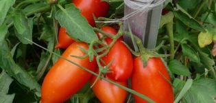 Egenskaper och beskrivning av tomatsorten Konigsberg, dess utbyte