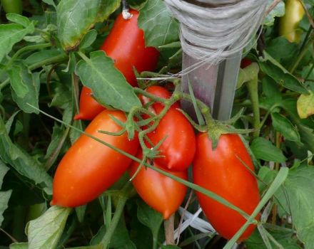 Egenskaper och beskrivning av tomatsorten Konigsberg, dess utbyte