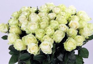 Opis a charakteristika odrôd ruže Avalange, pestovanie a rozmnožovanie