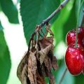 How to effectively deal with aphids on cherries with drugs and folk remedies
