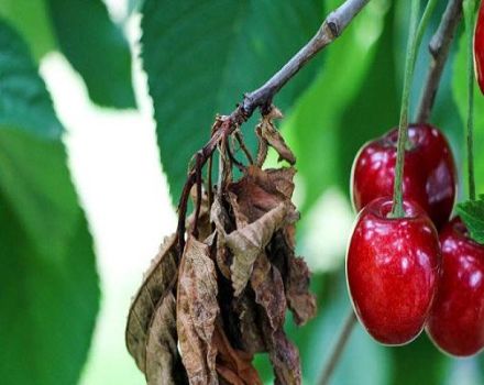 Hur man effektivt hanterar bladlöss på körsbär med läkemedel och folkläkemedel