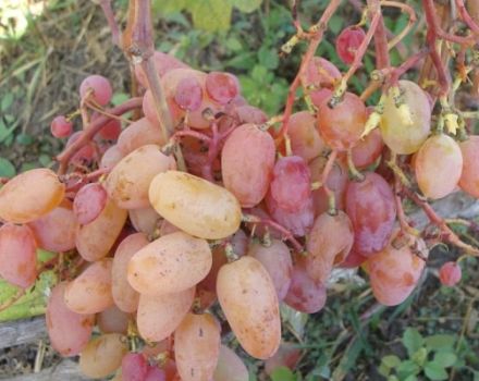 Beskrivning och egenskaper för druvsorten Ruby Jubilee, odling och skötsel