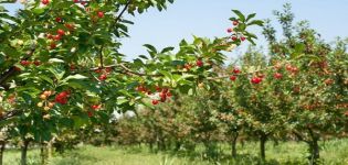 Geriausių žemaūgių vyšnių veislių aprašymas, sodinimas ir priežiūra, kova su ligomis