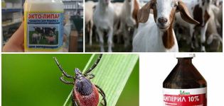 Правила и лекови за третирање коза од крпеља и шта учинити са убодом паразита