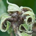 How to fight and get rid of aphids on an apple tree, what folk remedies will help and how to process during flowering