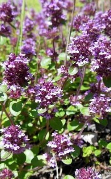 How to properly grow and care for thyme (thyme) at home in a pot