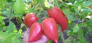 Description de la variété de tomates à fruits longs coréenne, ses caractéristiques et sa productivité
