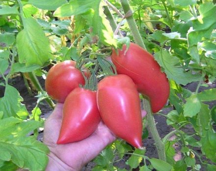 Korėjiečių ilgai vaisinių pomidorų veislės, jos savybių ir produktyvumo aprašymas