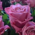 „Aqua rose“ savybės ir aprašymas, sodinimas, auginimas ir priežiūra