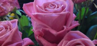 Características y descripción de la rosa Aqua, plantación, cultivo y cuidado.