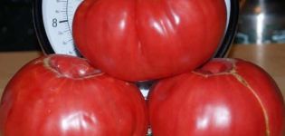 Charakteristiky a opis odrody paradajok Cukor pudovichok